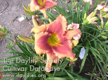 Daylily Catastrophic Events